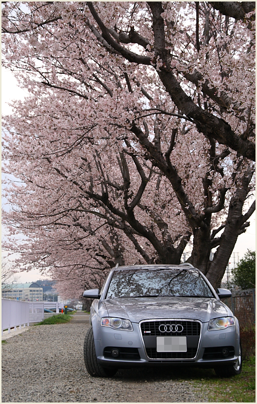 001_愛車と桜.jpg