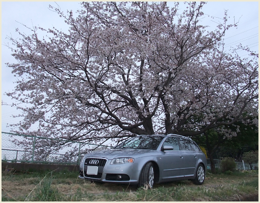 002_一本桜.jpg