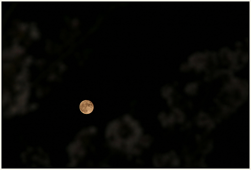 01_サクラと満月.jpg