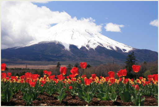 01_富士山とチューリップ.jpg