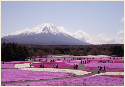 01_富士山と芝桜.jpg
