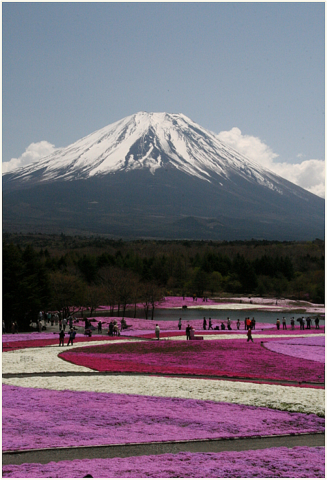 04_芝桜と富士山.jpg
